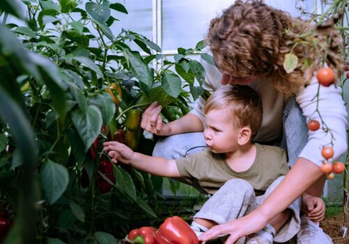Démarrer son potager
