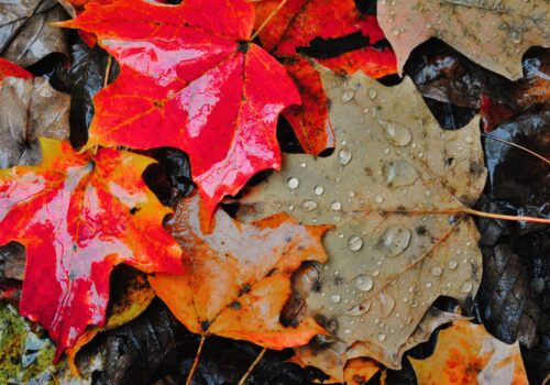 sante-mentale-et-changement-de-saison