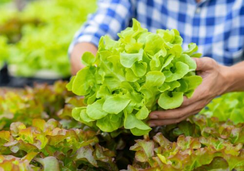 un homme cueillant une laitue pour manger local